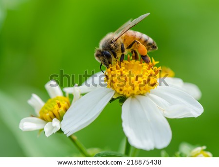A bee on wild flower pollens with green background. Royalty-Free Stock Photo #218875438
