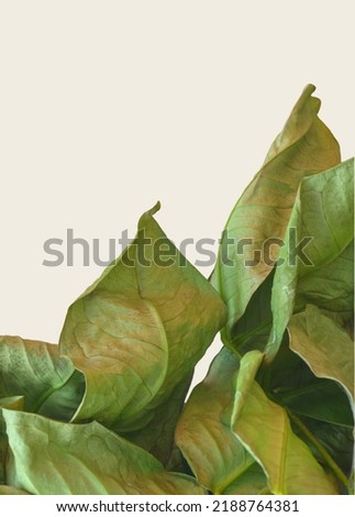 green wilted and wrinkled leaves isolated on a white background. close-up of guava leaves