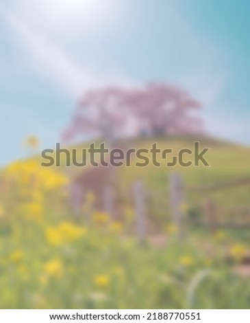 blurred background of cosmos flowers growing in the garden