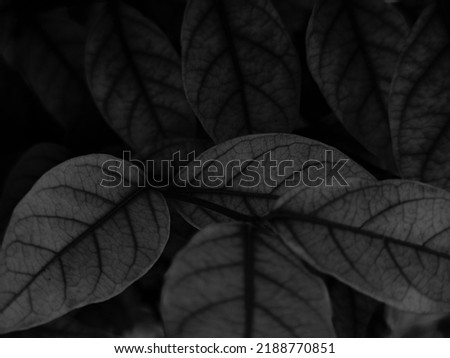 Beautiful abstract color gray and black flowers on dark background, dark leaves texture, dark background, white leaves, black leaves texture, flowers for Christmas and valentines celebrations 