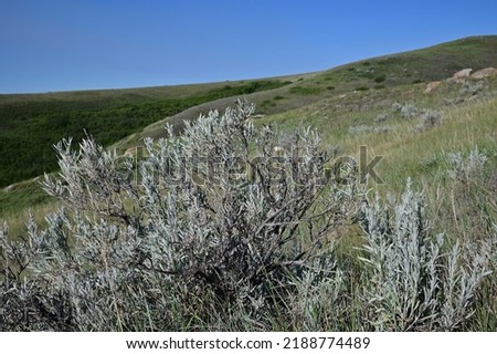 sagebrush on the diverse Saskatchewan landscape with blue shies  Royalty-Free Stock Photo #2188774489
