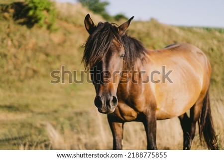 Beautiful horse running and standing in tall grass. Portrait of a horse
