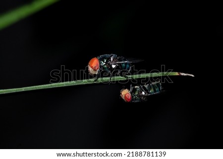 a photo of 2 flies hanging on a green leaf with black background