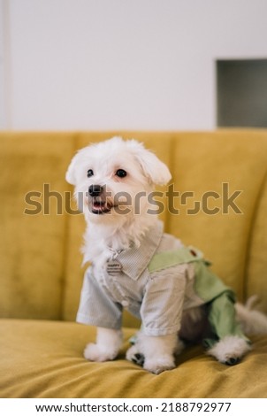 Cute fluffy short haired white dog smiling at camera