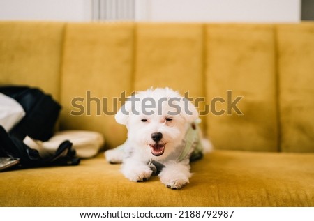 Cute fluffy short haired white dog smiling at camera