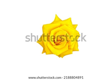 Fresh amazing yellow rose flower isolated on white background. For graphic design. Flat lay, top view. Wedding, Mothers Day, Valentines Day concept