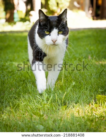 Elderly black and white cat walking towards the camera over grass and through shade on a sunny day
