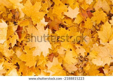 Background group autumn yellow leaves