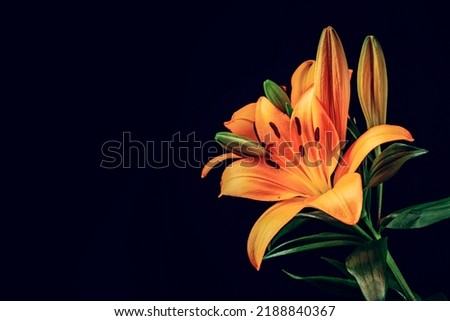 Stunning orange lily on a dark background. Rich saturated color. Abstract nature background. Still life. Colorful flower on dark tone wall.