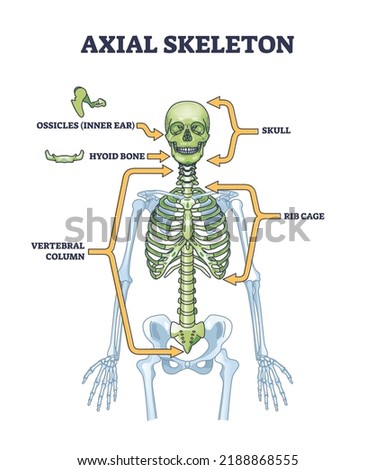 Axial skeleton parts with human skeleton skull and ribs outline diagram. Labeled educational scheme with head, trunk and vertebrate bones location vector illustration. Anatomy with hyoid and Royalty-Free Stock Photo #2188868555