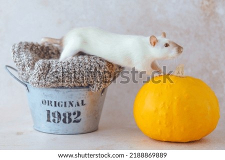 White mouse climbing from the metal basket on to the pumpkin Clothing recycling. Ecological and sustainable fashion fall. High quality photo