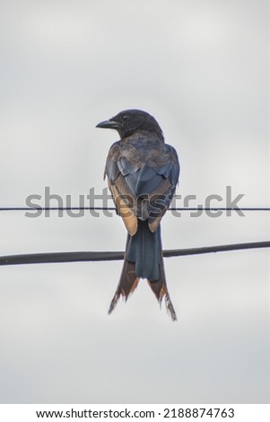 Bronze Drongo bird (Dicrurus aeneus) on electric wire black Drongo

