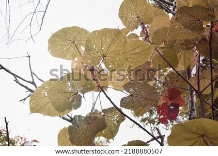 Leaves,nature pictures,This is a beautiful view under the tree, with light green eyes shining.form down to the top with green leave,Nature Background,beautiful view of nature leaf.Thailand.