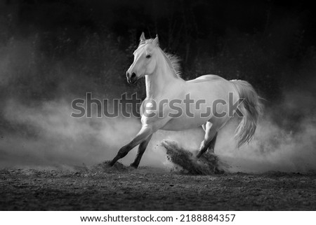 Grey arabian horse run free on desert dust. Black and white Royalty-Free Stock Photo #2188884357