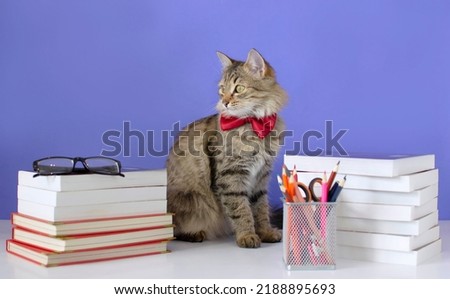 A gray cat with a bow tie on a blue background near a stack of books. Back to school, student-cat and school supplies. The concept of school, study, distance education. online courses. Selective focus