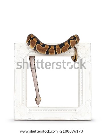 Baby Ballpython or Python Regius snake, isolated on a white background. Amazing almost golden colors and beautifull pattern. Hangin over white empty picture frame, showing belly and chin.