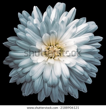 Chrysanthemum.  Flower on black isolated background with clipping path.  For design.  Closeup.  Nature.