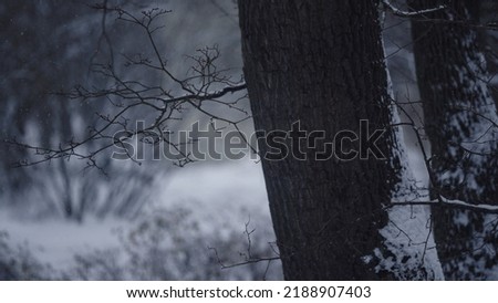 closeup shot of snowfall with tree branches on background, wide photo