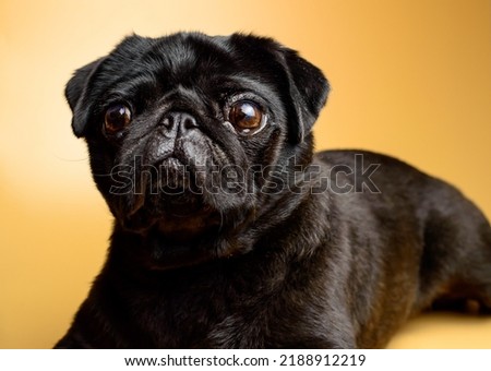 Adorable and little, black pug - is waiting for the next order. Mops on an orange background. Background picture. 
