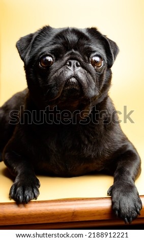 Adorable and little, black pug - is waiting for the next order. Mops on a yellow background. Background picture. 