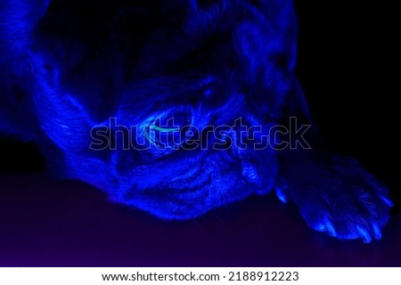 Adorable and little, black pug - is waiting for the next order. Background picture. Under the neon blue light.