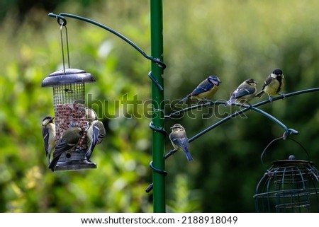 Great tits and blue tits on garden bird feeders in summertime Royalty-Free Stock Photo #2188918049