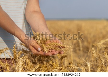 female hand holding an ear on the background of the field. High quality photo