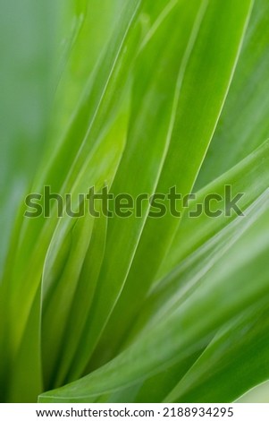 Fresh green leaf on natural light background.