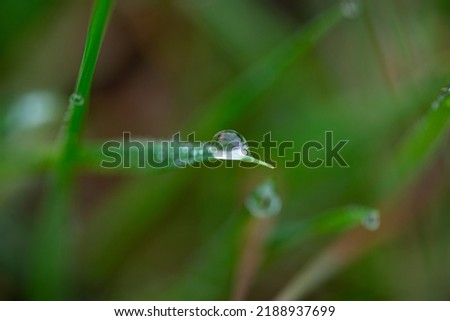 Close up image of dew drops in nature, macro photography