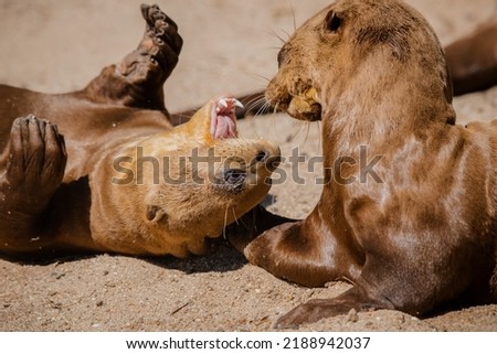 Face portrait of two giant otter brothers playing on the sand in summer