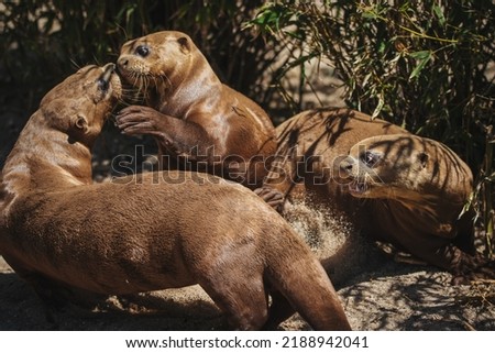 Group of family young giant otters playing in summer under sunlight