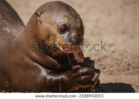 Face portrait of an adult giant otter eating fish under the sunlight