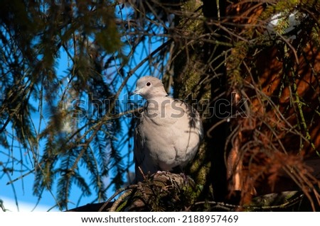 A beautiful Eurasian collared dove rests on a green pine branch bathed in the autumn sun in December. Blue sky as background in Europe.