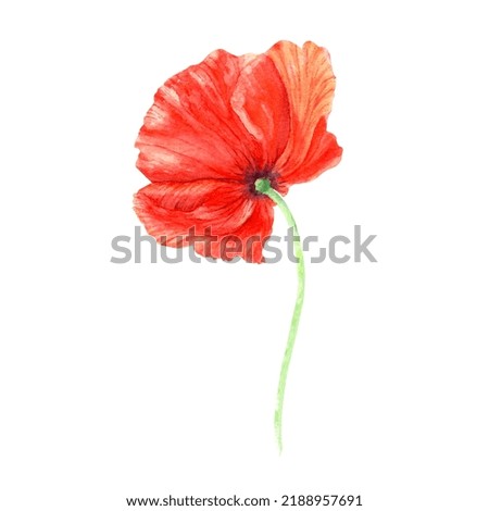 Poppy flower watercolor illustration isolated on white