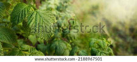 Close-up of a raspberry leaf on a blurred green background. Natural green background with copy space.