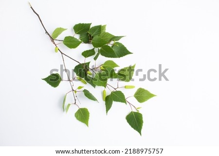 Green birch branch on the white background. Close-up. Top view. Royalty-Free Stock Photo #2188975757