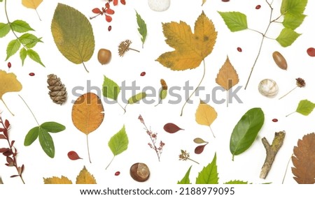 Forest elements collection. Composition with various elements: leaves, twigs, bark, cones, chestnut and stones. Natural design elements isolated on white background.	
 Royalty-Free Stock Photo #2188979095
