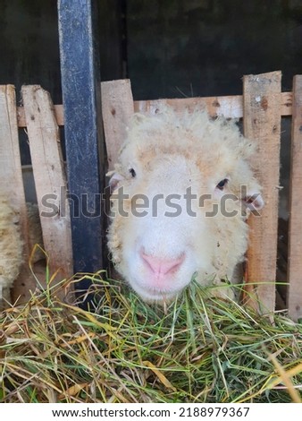Dorset horn sheep's face when in the cage