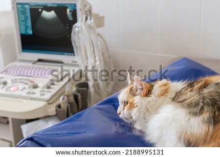 cat on examination, appointment in a veterinary doctor's clinic next to the ultrasound machine. High quality photo