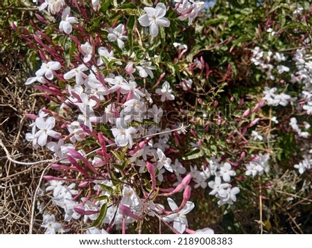 White flower of Common Jasmine - Jasminum officinale