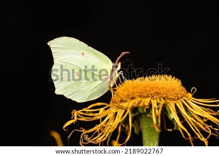 The garden white butterfly sucking the nectar from the floret