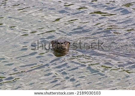 North American river otter swimming in a Florida fresh water lake. A wake forming behind head of the otter. The otter is a semiaquatic mammal that is found along waterways throughout North America 