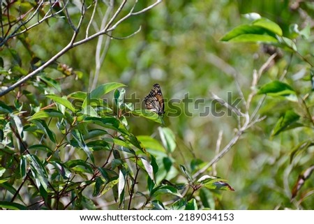 Monarch butterfly (Danaus plexippus) perched on green leaf along hiking trail at Presqu'ile during Summer Royalty-Free Stock Photo #2189034153