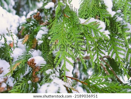Green coniferous tree branch covered with snow