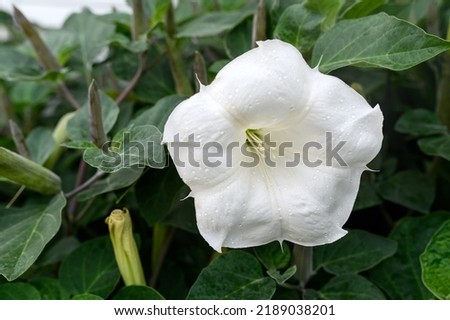 Ipomoea white flower. Large white flower. Grows and blooms in summer. Outdoors.