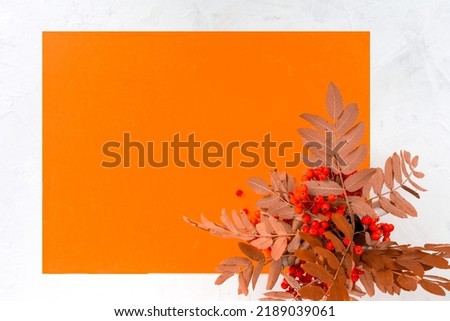 Autumn composition for the background. Photo frame. Mountain ash branches with berries on an orange and white background. the concept of Thanksgiving. Flat layout, top view, copy space