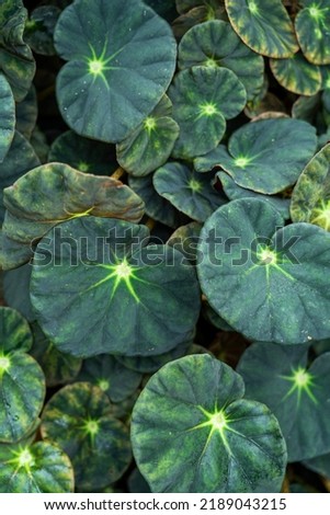 Nasturtium Microgreens leaves top view