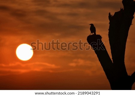 Bird and tree shadow picture of sunset