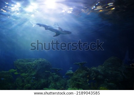 Sharks - Apex predator of the ocean