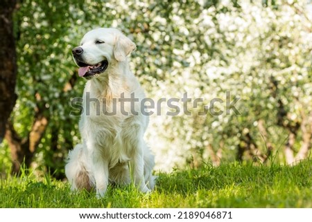 Young ritweaver on a walk in the park on a sunny summer day. Large breed dog in nature